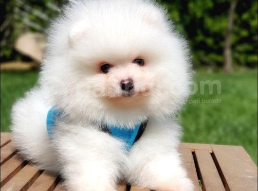 Teddy Face Pomeranian Boo Yavrularımız görsel