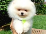 Teddy Face Pomeranian Boo Yavrularımız