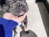 3.5 Aylık Orjinal Blue Tan Oyuncu French Bulldog Yavru