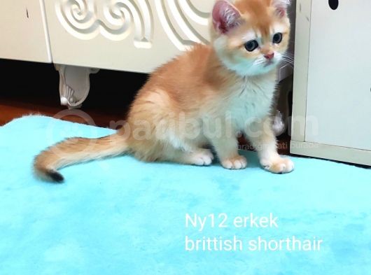 Golden Erkek Bebek