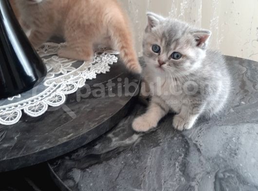 Mercan Ve Pars'In Saglikli Ve Asil Yavruları görsel