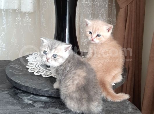 Mercan Ve Pars'In Saglikli Ve Asil Yavruları