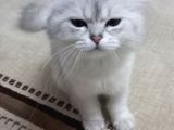 Yeni Sahibini Arıyor