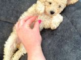 Toy Poodle Di̇şi̇ Mi̇ni̇ Boy