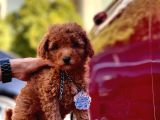 Red Brown Toy Poodle Yavrular