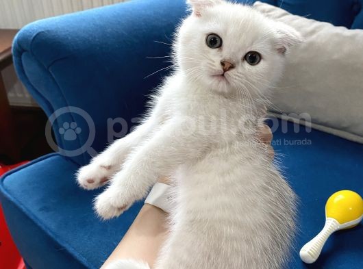 Erkek Bebeklerim görsel