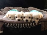 Maltese Terri̇er Yavrulari