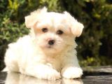 Xsmall Malti̇po Mi̇ni̇ Boy Yavrumuz