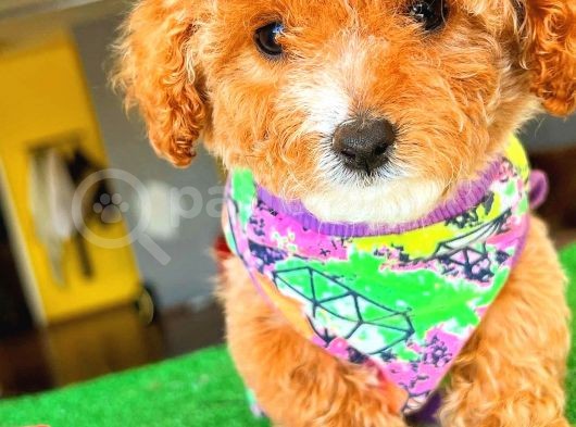 Red Party Colour Di̇şi̇ Toy Poodle görsel