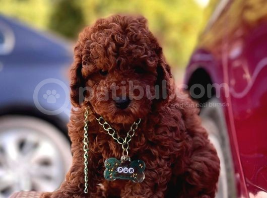 Safkan Toy Poodle Yavrularımız görsel