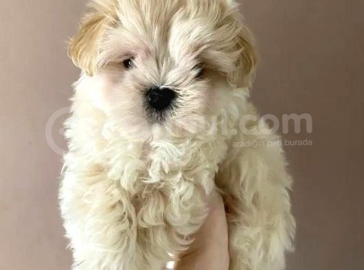 Maltipoo Dizayn Irk Sevimli Yavrular