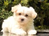 Xsmall Malti̇po Mi̇ni̇ Boy Yavrumuz