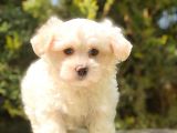 Xsmall Malti̇po Mi̇ni̇ Boy Yavrumuz