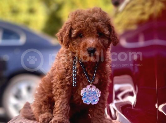 Safkan Toy Poodle Yavrularımız görsel