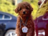 Safkan Toy Poodle Yavrularımız