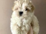 Maltipoo Dizayn Irk Sevimli Yavrular