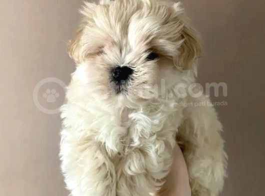 Maltipoo Dizayn Irk Sevimli Yavrular görsel