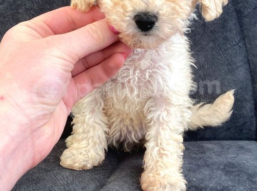Toy Poodle Di̇şi̇ Mi̇ni̇ Boy görsel