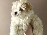Maltipoo Dizayn Irk Sevimli Yavrular