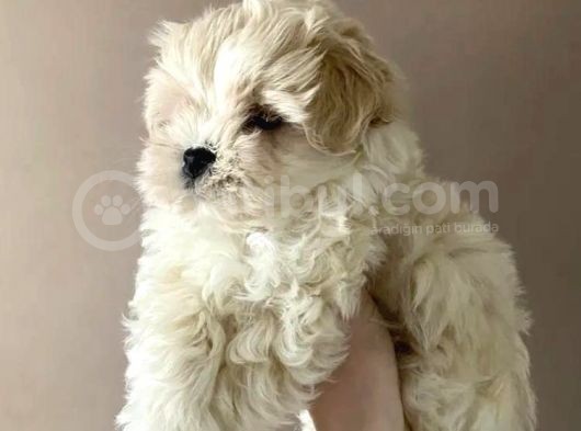 Maltipoo Dizayn Irk Sevimli Yavrular görsel