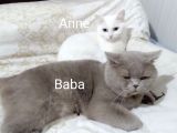 British Shorthair Yavrumuz Için Yeni Yuva Aranıyor