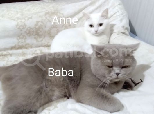 British Shorthair Yavrumuz Için Yeni Yuva Aranıyor görsel
