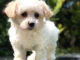 Görenleri Güzelliğiyle Hayran Bırakan Maltipoo Yavrumuz
