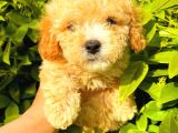 Apricot Toy Poodle