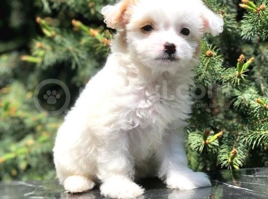 Xs Wc Eğitimli Maltipoo Yavrumuz görsel