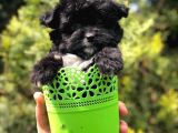 Özel Ve Nadir Renkteki Black Maltipoo Yavrumuz