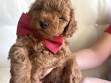 Toy Poddle Yavruları