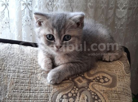 Mercan Ve Pars'In Saglikli Ve Asil Yavruları görsel