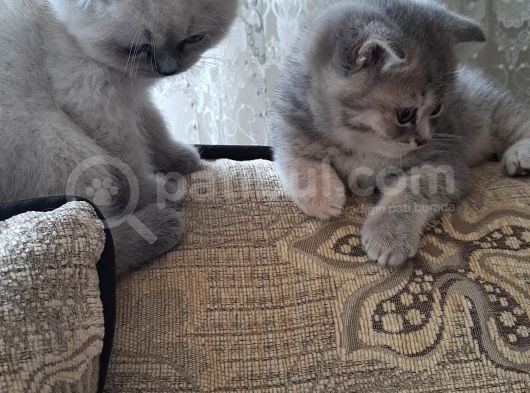Mercan Ve Pars'In Saglikli Ve Asil Yavruları görsel