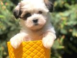 Xs Dizayn Irk Morkie Yavrumuz