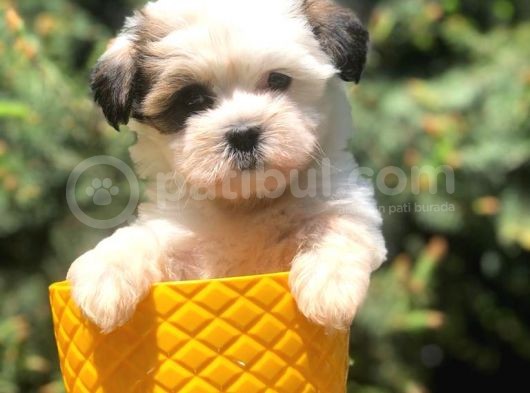 Xs Dizayn Irk Morkie Yavrumuz görsel
