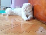 Scottish Longhair
