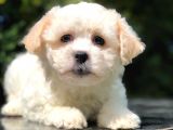 Görenleri Güzelliğiyle Hayran Bırakan Maltipoo Yavrumuz