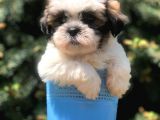 Three Color Xs Morkie Yavrumuz