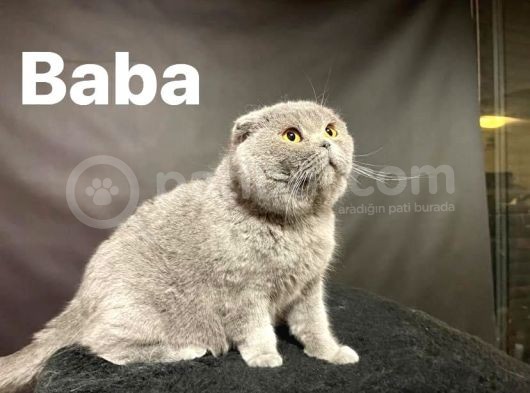 Kendi̇ Safkan Kedi̇mi̇n Yavrulari Sahi̇plendi̇ri̇lmeye Hazir görsel