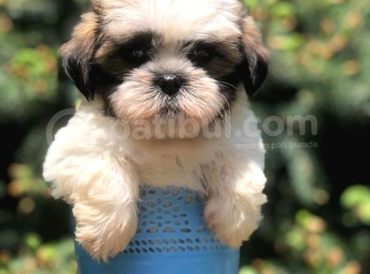Three Color Xs Morkie Yavrumuz
