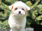 Xs Wc Eğitimli Maltipoo Yavrumuz