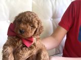 Toy Poddle Yavruları