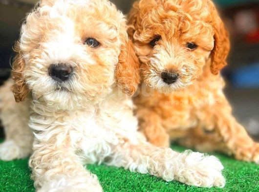 Toy Poodle Di̇şi̇ Bebekler görsel