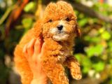Red Toy Poodle Üst Kali̇te