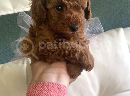 Toy Poddle Yavruları görsel