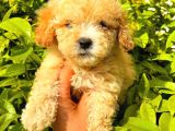 Apricot Toy Poodle