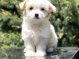 Xs wc Eğitimli Maltipoo Yavrumuz