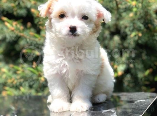 Xs Wc Eğitimli Maltipoo Yavrumuz