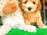 Toy Poodle Di̇şi̇ Bebekler