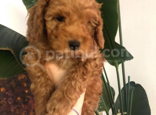 Toy Poodle Anne Altından 2 Aylık Red Yavru